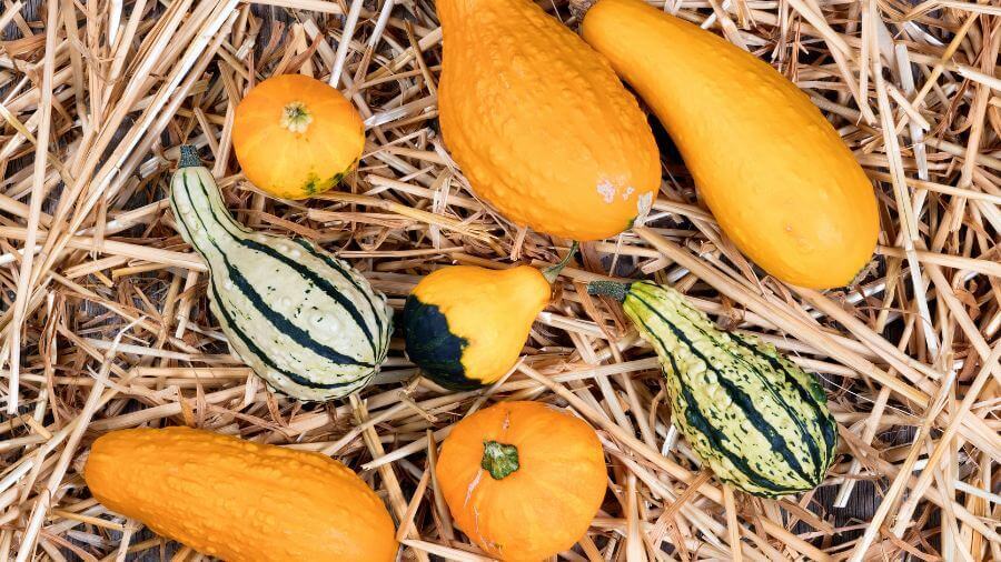 What is gourd? 