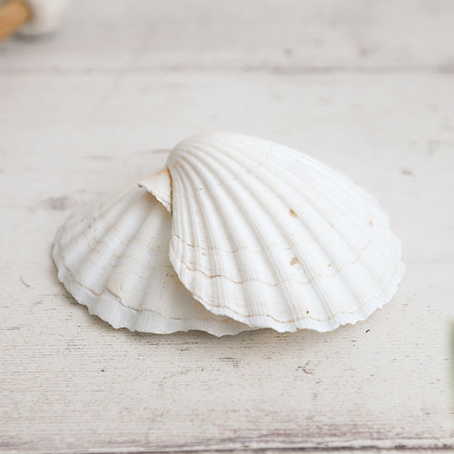 Bottom view of percussive seashells (Concha)